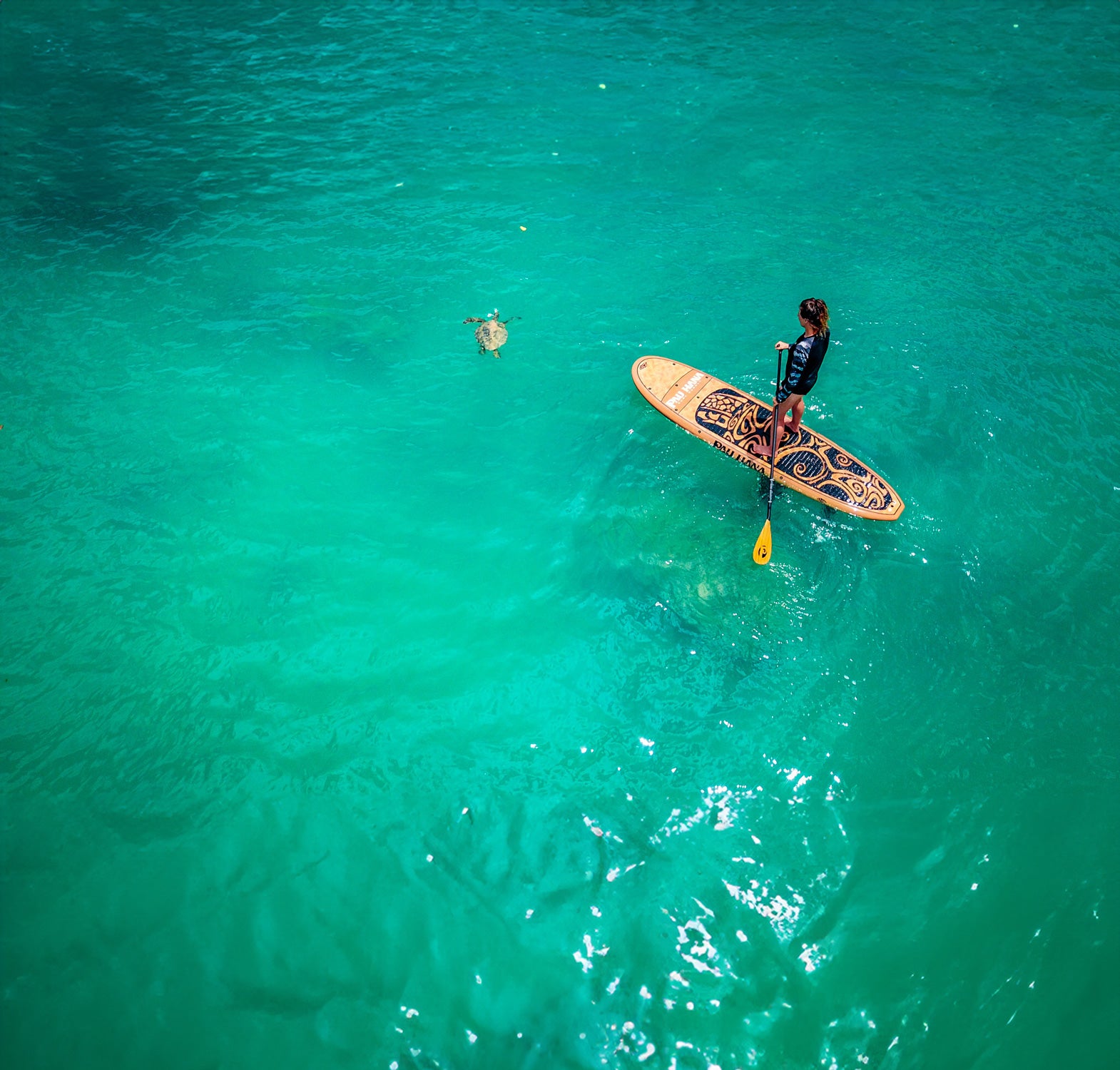 a person paddleboarding in the ocean looking at a sea turtle