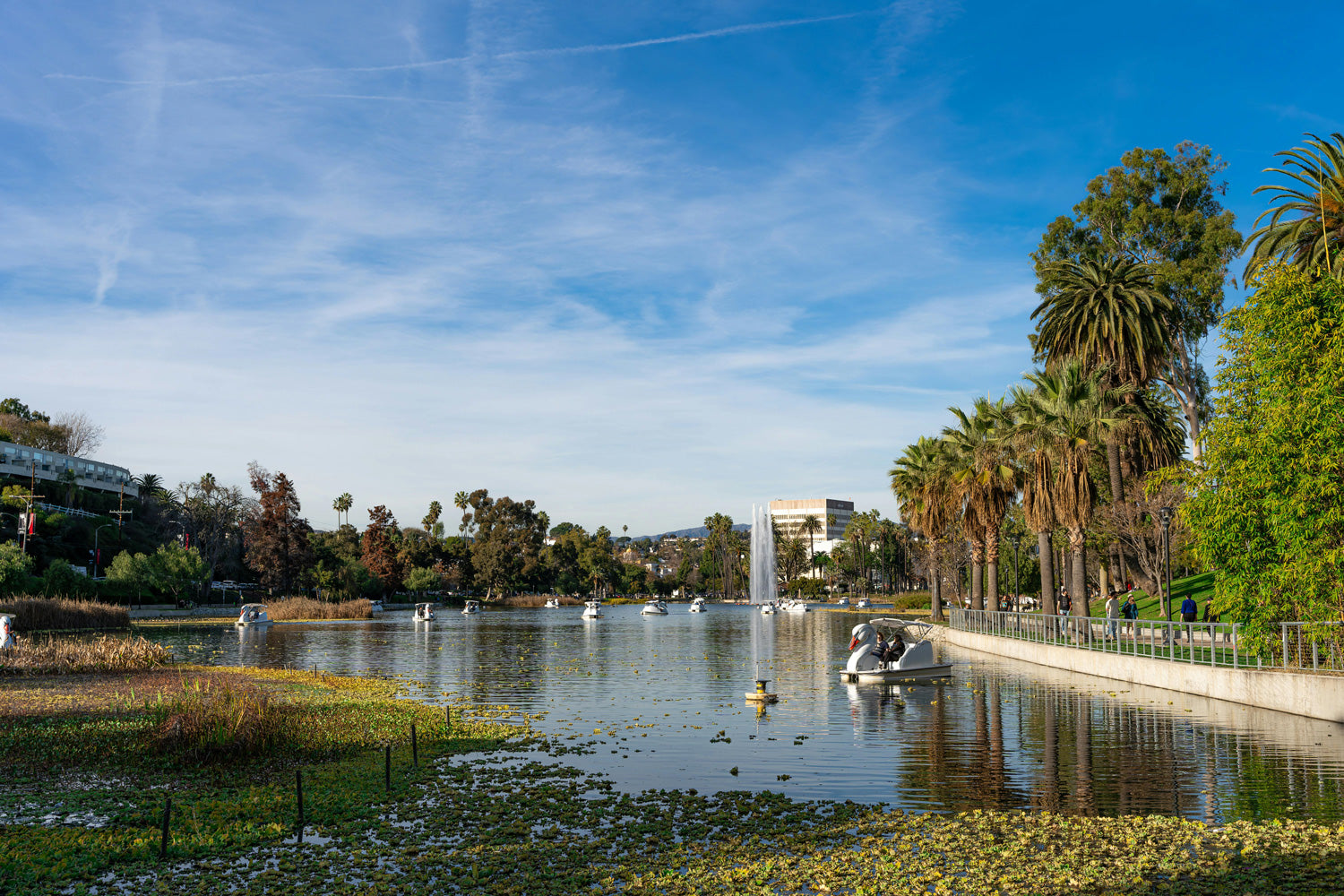 a lake in LA with palm trees and swan boats