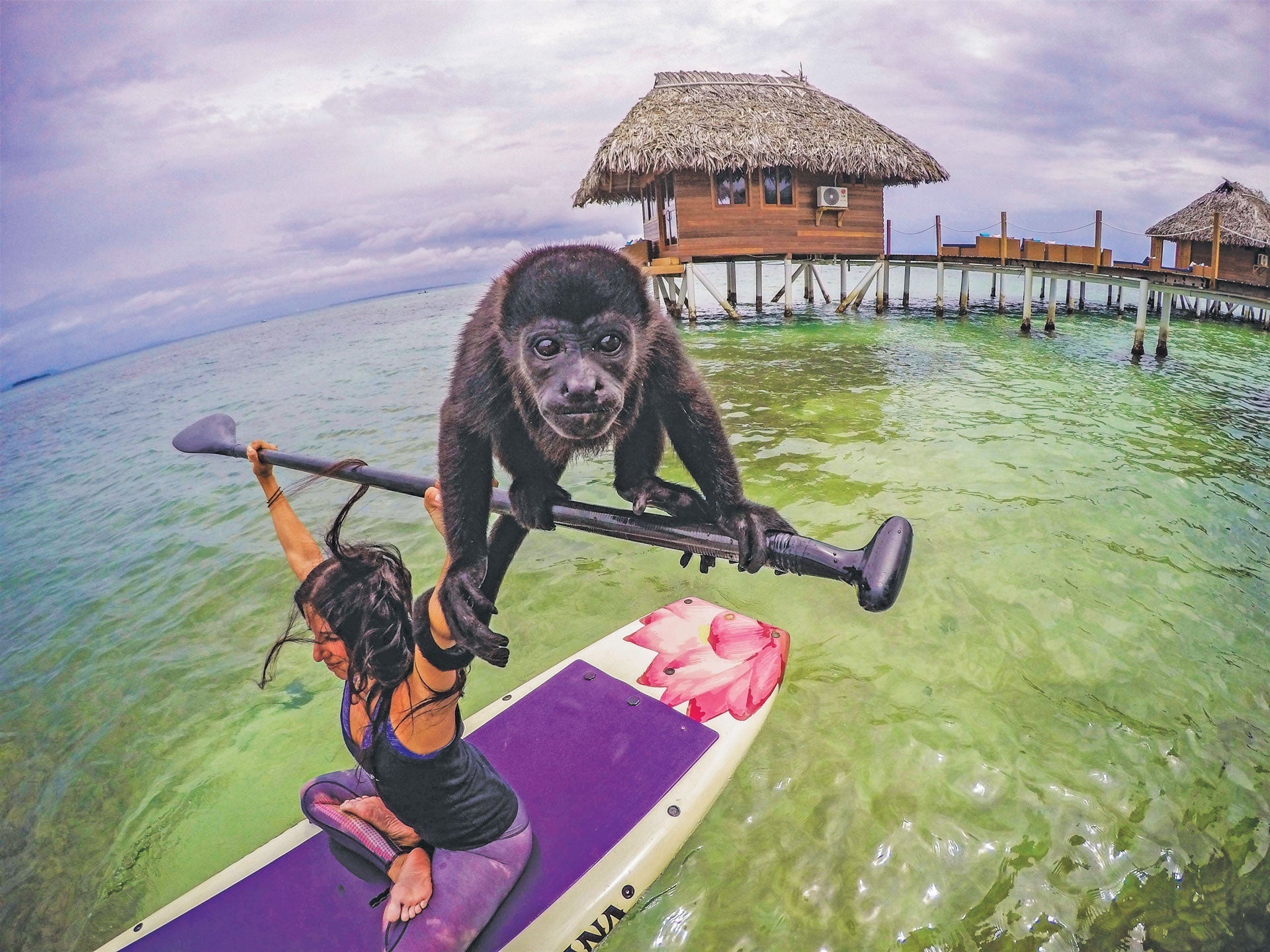 PANAMA: Monkeying Around