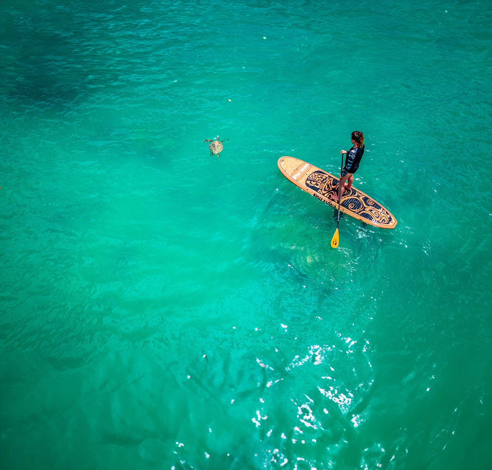 Oahu-SUP-turtle-hawaii.jpg