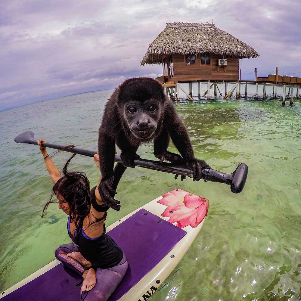 "Monkey balances on Pau Hana aluminum paddle while paddler sits lotus pose on Pau Hana Lotus yoga SUP by overwater bungalow"