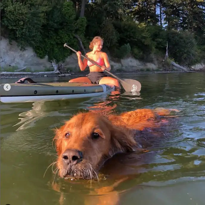 Dog swimming in water with a person paddling in the background