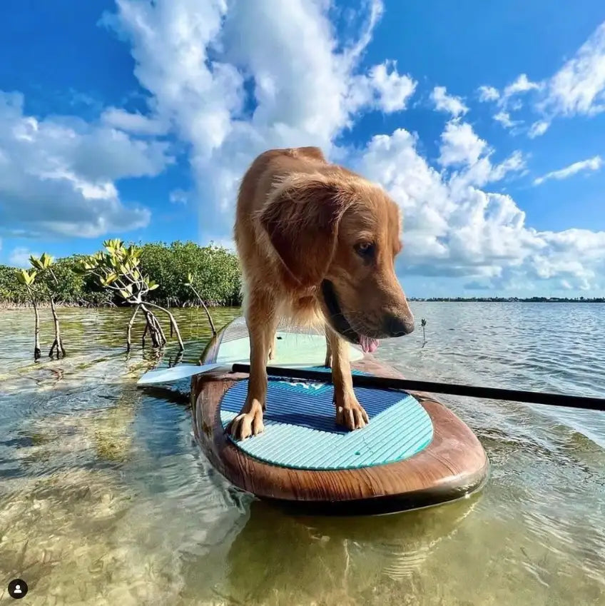 Dog standing on a surfboard in shallow water with a scenic background